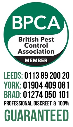 Pest Control in Leeds, Bradford, Harrogate, Ilkley, Otley, Skipton & York 