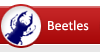 Beetles