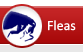 Flea