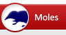 Mole